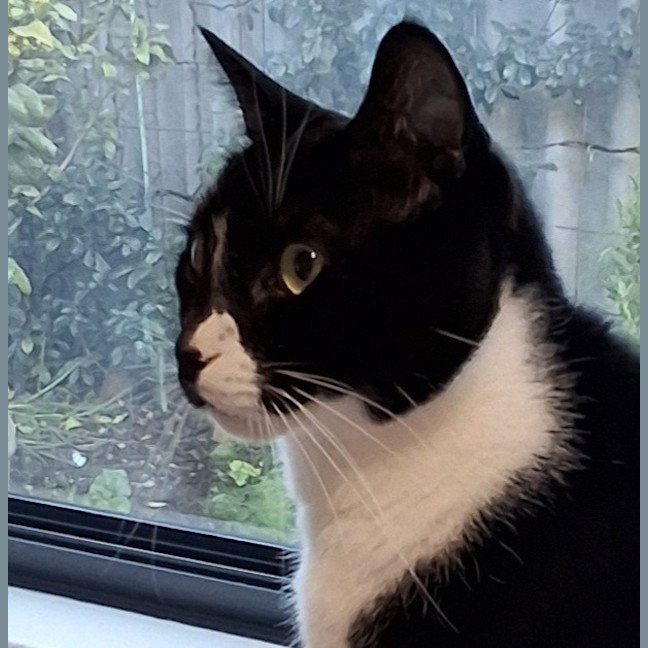 Photo of Batman