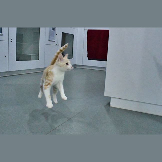 Photo of Bustopher Jones