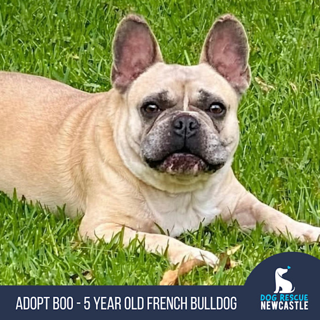 Photo of Boo   5 Year Old French Bulldog