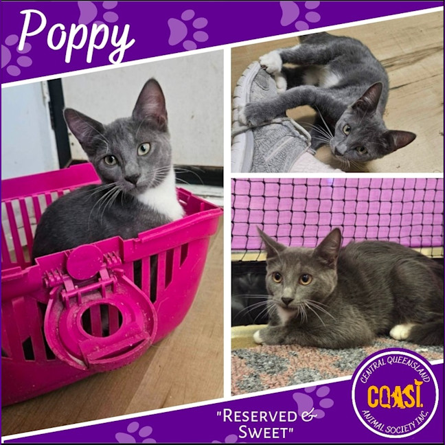 Photo of Poppy