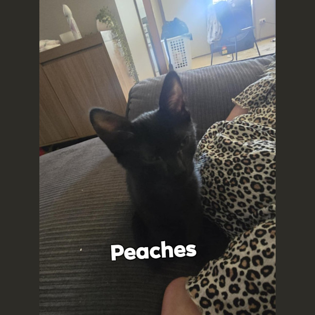 Photo of Peaches