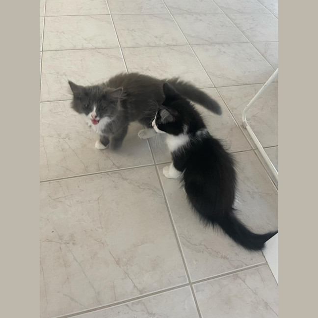 Photo of Jagga Meet Me@Petstock Keysborough Store