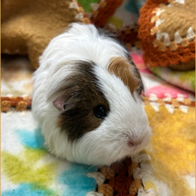 Photo of Hope