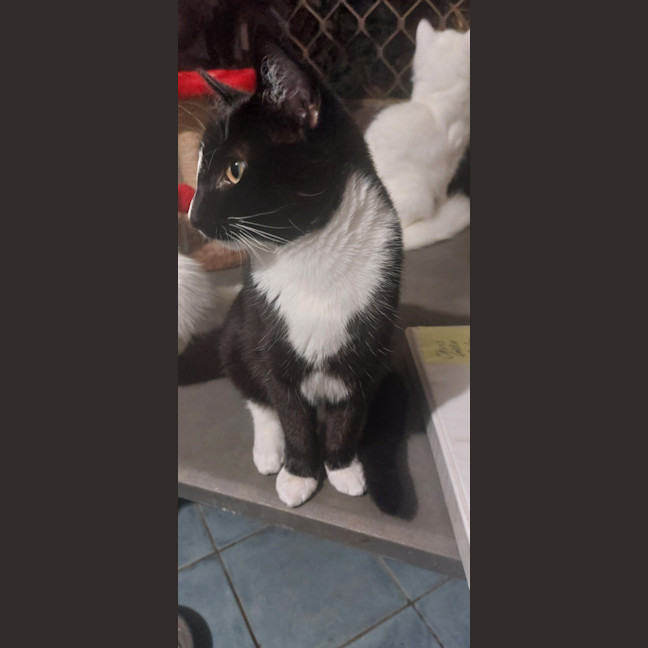 Photo of Checkers