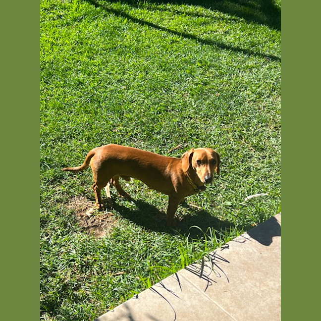 Photo of Hank The Charmer 