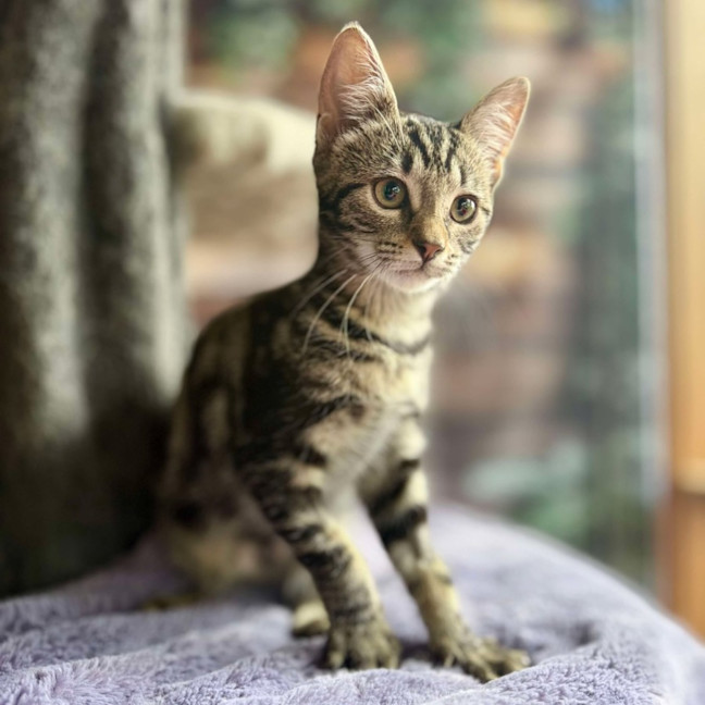 Photo of Blossom   Meet Me At Ivanhoe East Vet Clinic