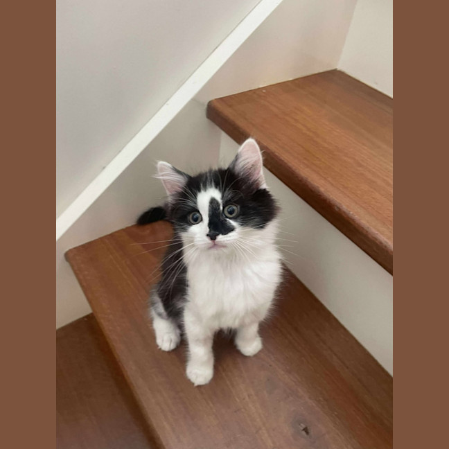 Photo of Nigel   On Display At Vets On Parker