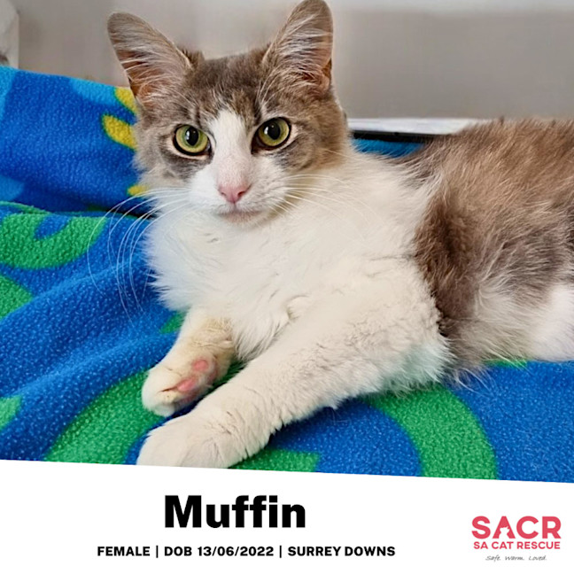 Photo of Muffin