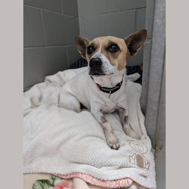 Photo of Patches