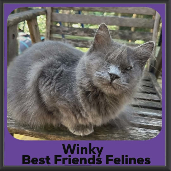 Photo of Winky
