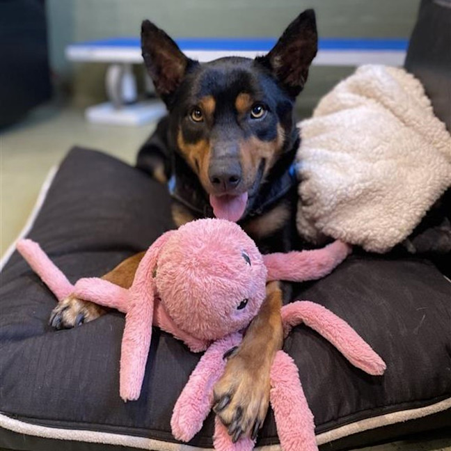 Photo of Scout