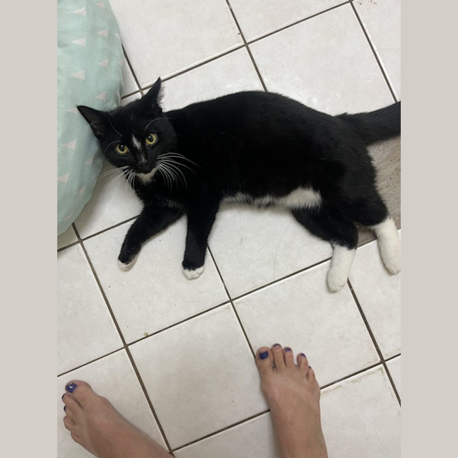 Photo of Johnny Utah   Available At Pet Quarters Rutherford