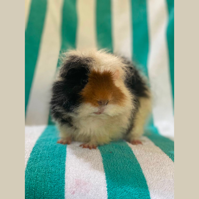 Photo of Bruce (Desexed)