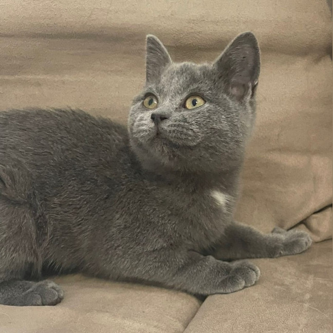 Photo of Dione
