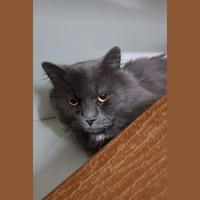 Photo of Mochi