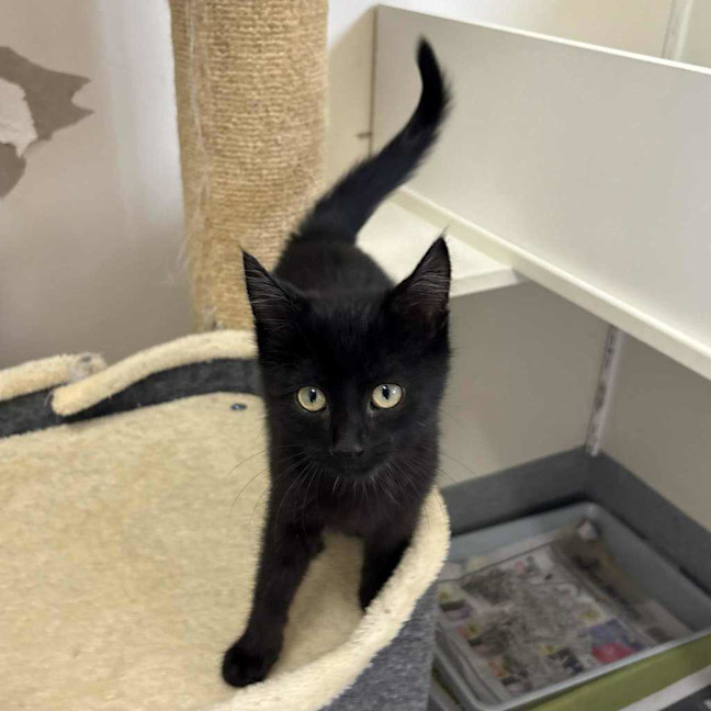 Photo of Barbecue Sauce