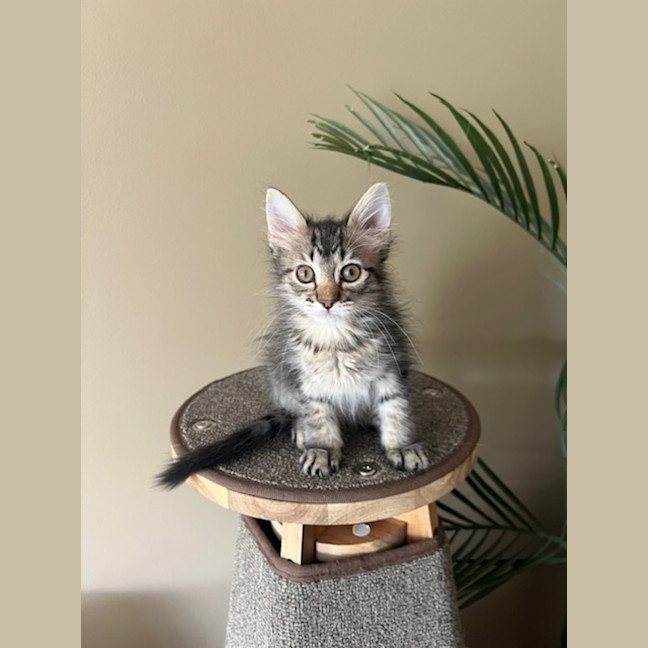 Photo of Waffles & Sprout