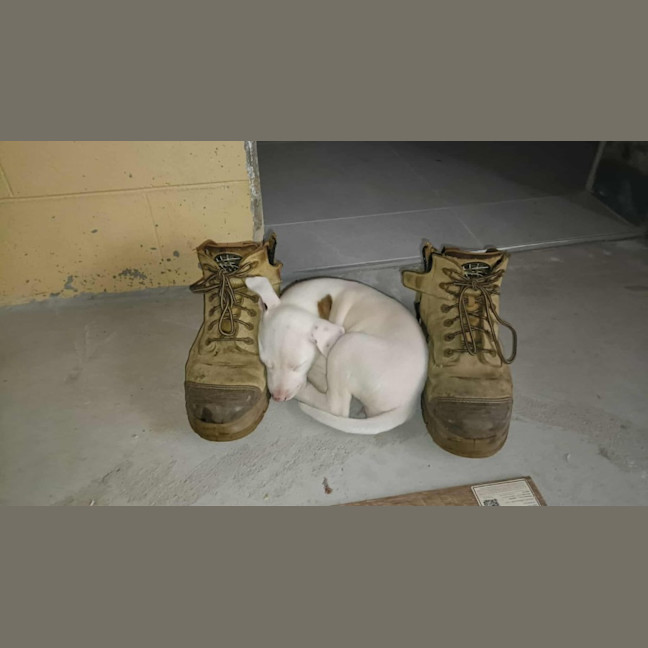 Photo of Marshmallow