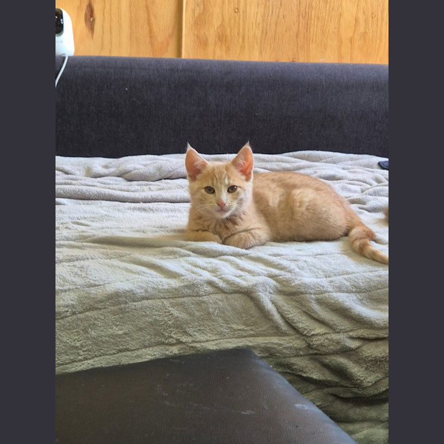 Photo of Nutmeg