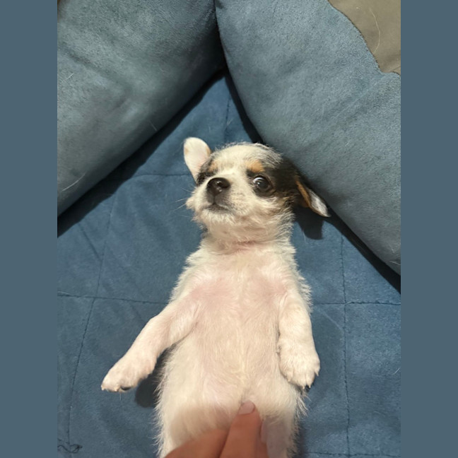 Photo of Boba