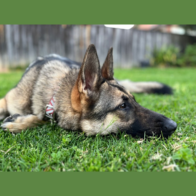 Photo of Gypsy