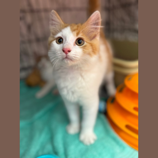 Photo of Nacho