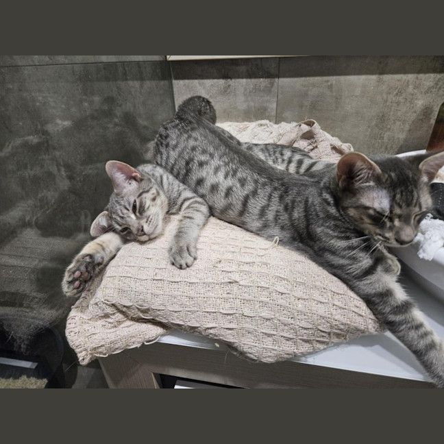 Photo of Pitt ** 2nd Chance Cat Rescue**