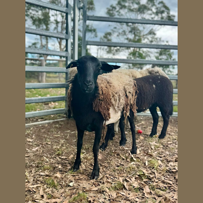 Photo of Lord & Lady Fluffington & Fluffer Nutter. 