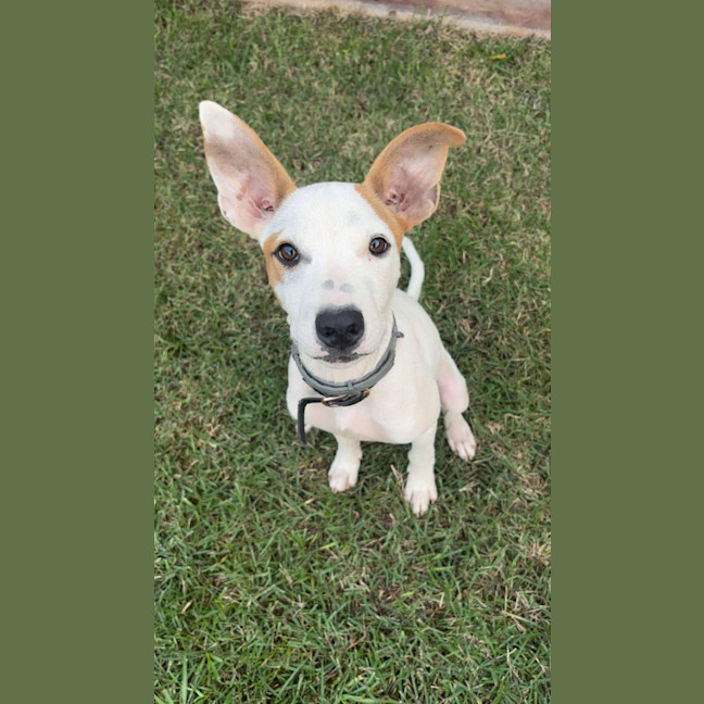 Photo of Beau