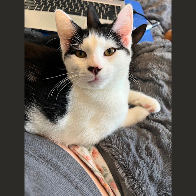 Photo of Sam Sam *9 Lives Project Rescue*