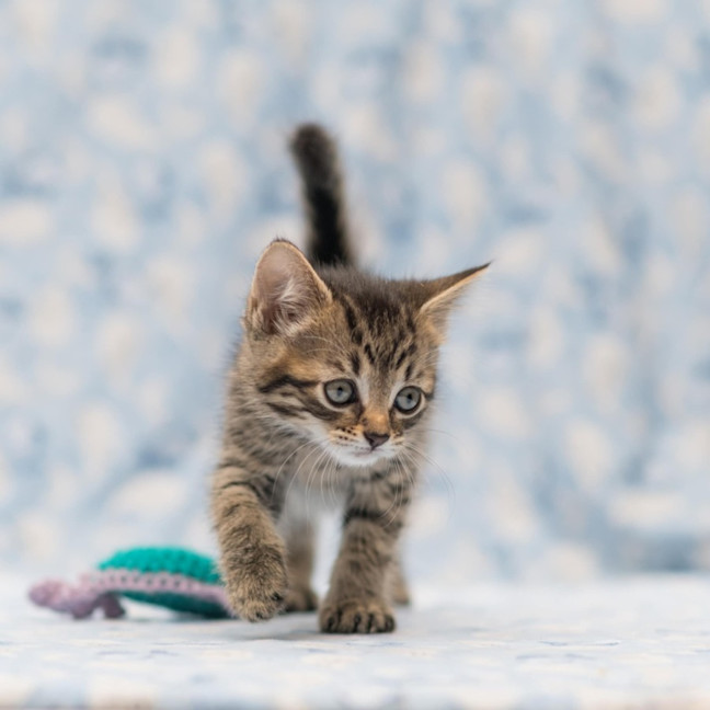 Photo of Tommy Hilfiger ** 2nd Chance Cat Rescue**