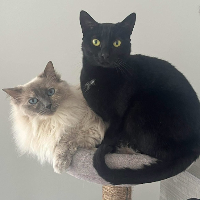 Photo of 14428 & 14429   Coco & Ollie