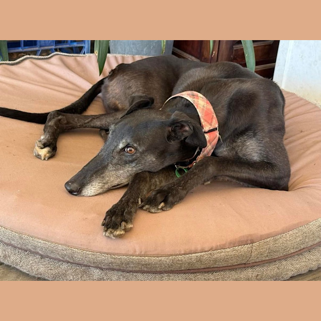 Photo of Chloe, The Greyhound