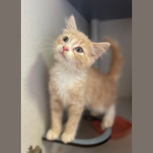 Photo of Blueberry