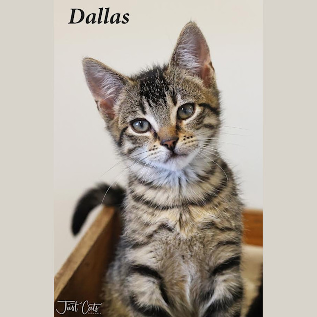 Photo of Dallas