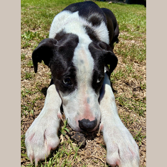 Photo of Bill   5 Month Old Mixed Breed