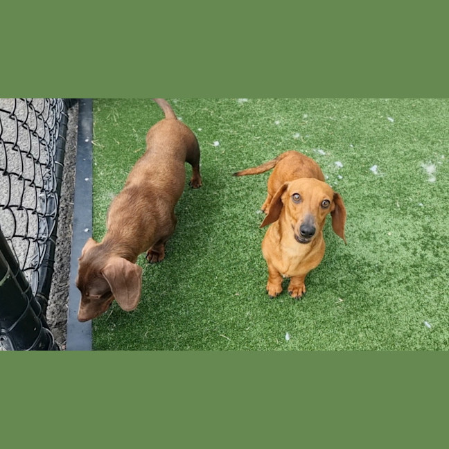 Photo of Dorothy Imp 2569