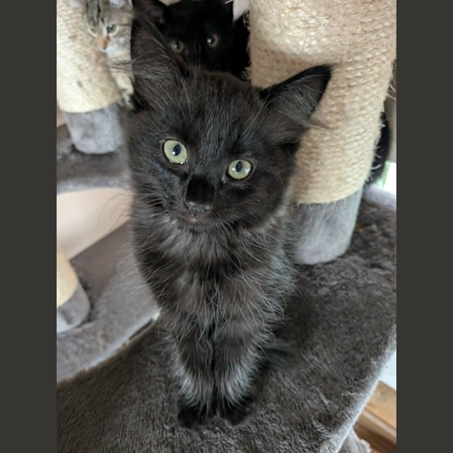 Photo of Atlas