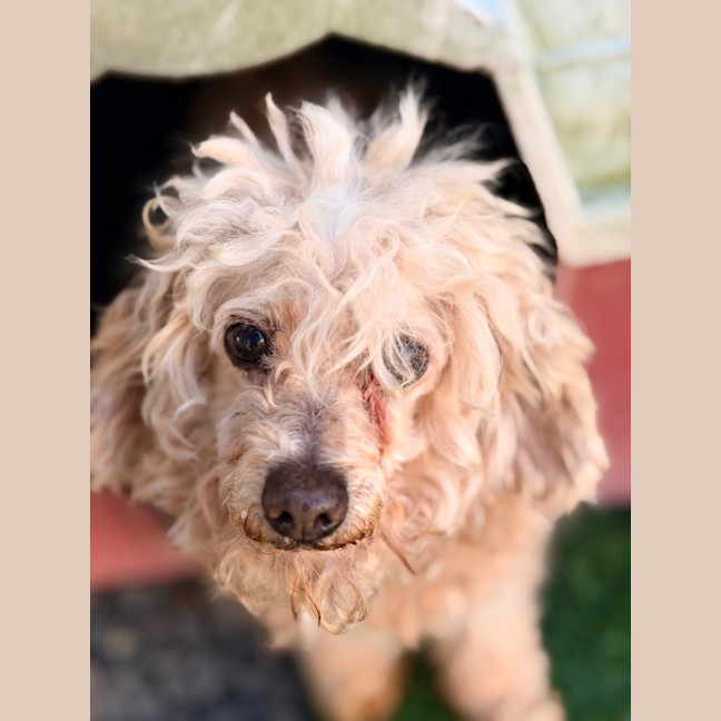 Photo of Maurice
