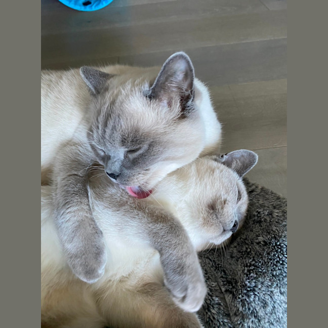 Photo of Ollie & Kobe