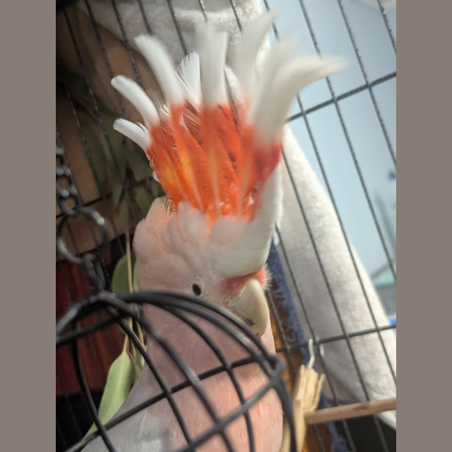 Photo of Soopa Doopa