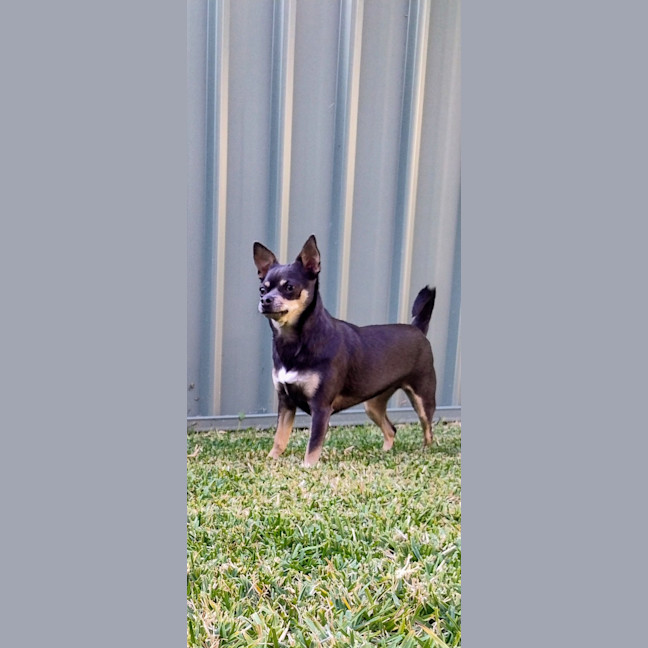 Photo of Georgie   2 Year Old Chihuahua