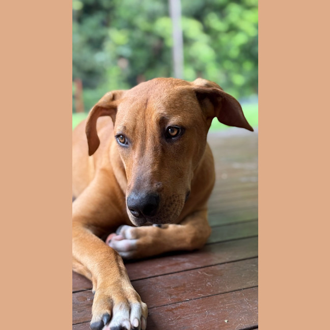 Photo of Brittany *$250 Adoption Fee*