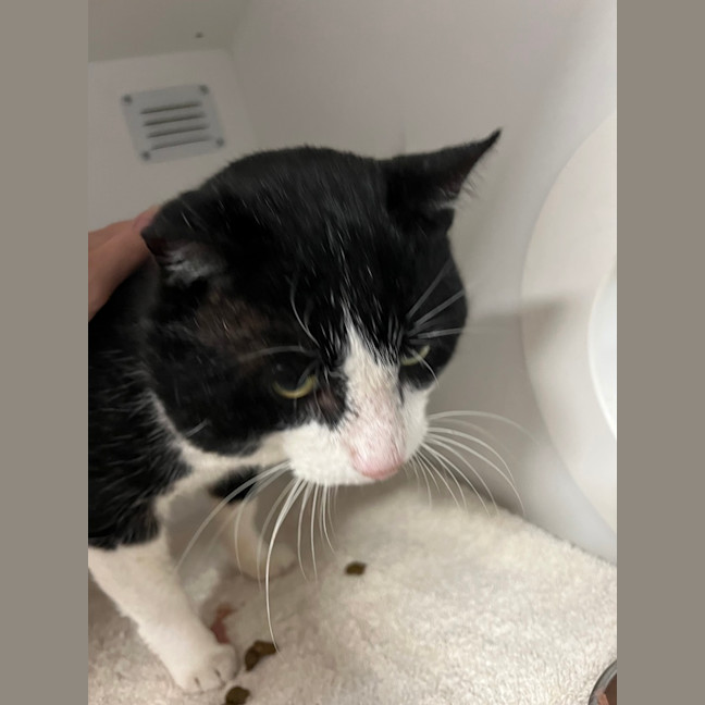 Photo of Pingu Dwelly 