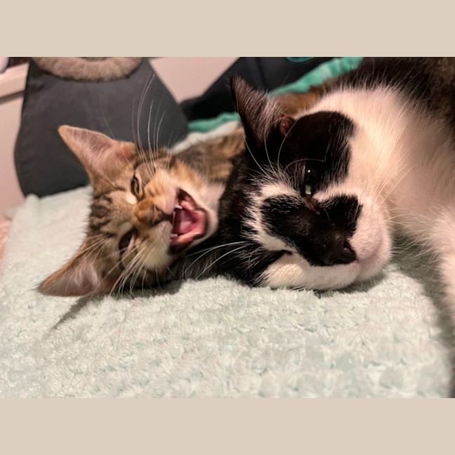 Photo of Stitch *9 Lives Project Rescue*