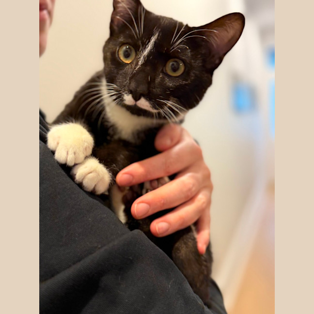 Photo of Mickey Mouse