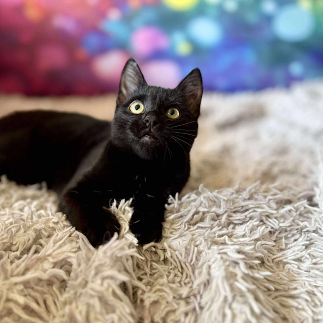 Photo of Vivienne (Located In Eltham North) 