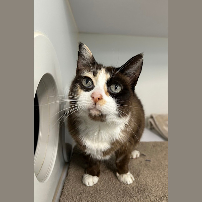 Photo of Tilly