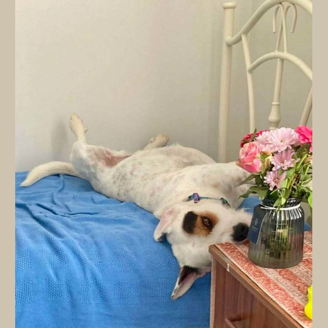 Photo of Kimba 