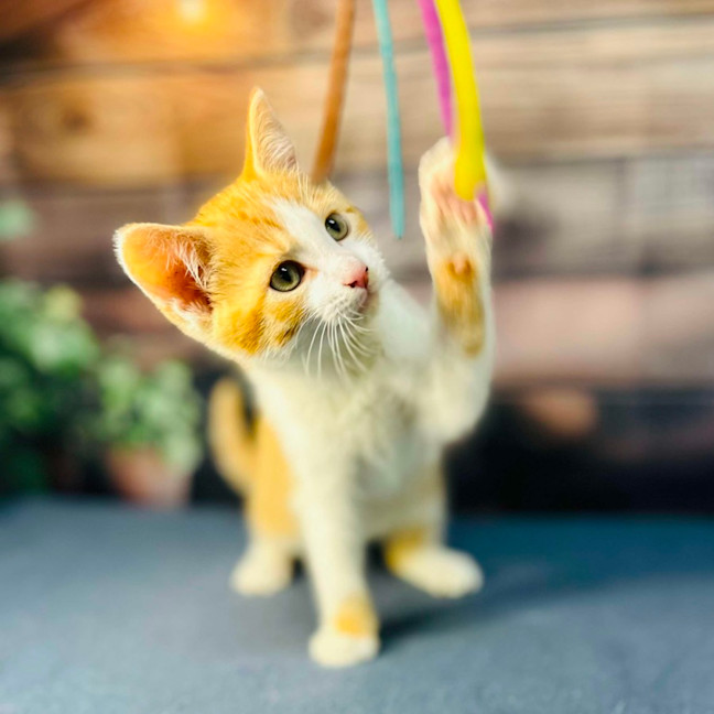 Photo of Snappa   Meet Me At Vets On Parker